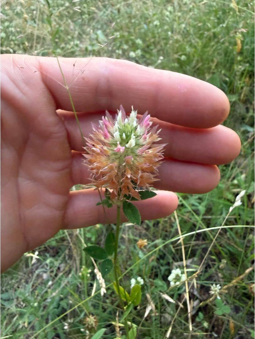 Kvet ďateliny Trifolium vesiculosum na dlani